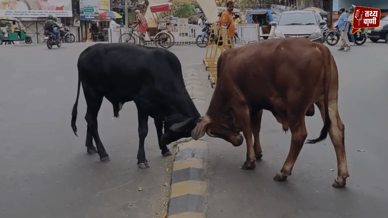 अमरपाटन में आवारा पशुओं का आतंक, बीच बाजार मवेशियों की भिड़ंत से मची भगदड़