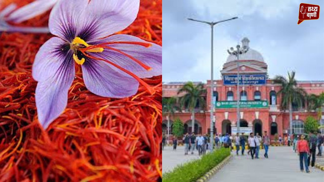 बिहार में भी खिलेगा ‘लाल सोना’, कृषि अनुसंधान के क्षेत्र में एक बड़ी उपलब्धि हुई हासिल