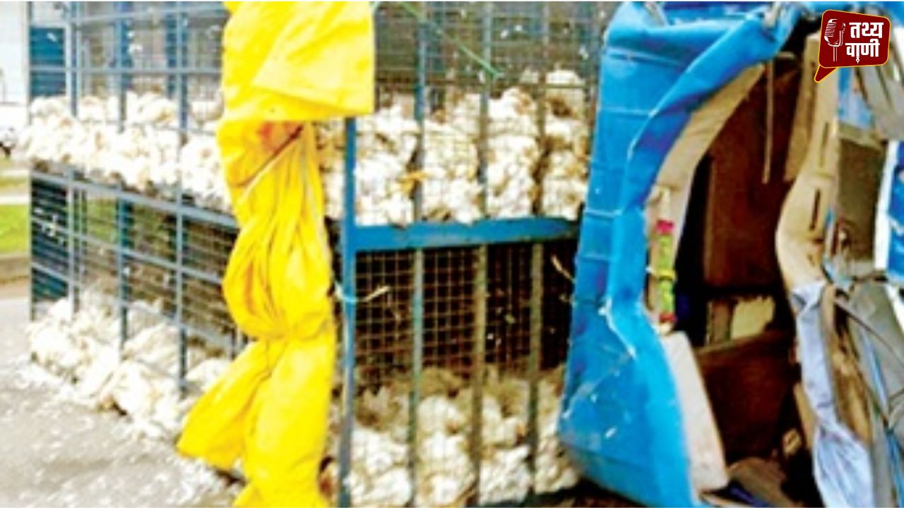 भोपाल कोर्ट के पास भीषण टक्कर: मुर्गियों से भरी गाड़ी पलटी, कई की मौत