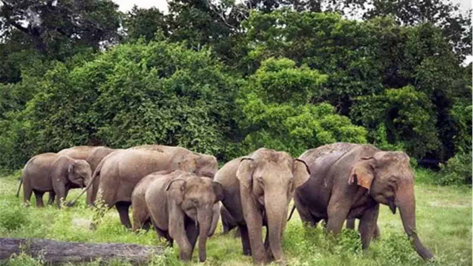 हाथियों के झुंड से कई गांवों में दहशत का माहौल, बिजली आपूर्ति बंद