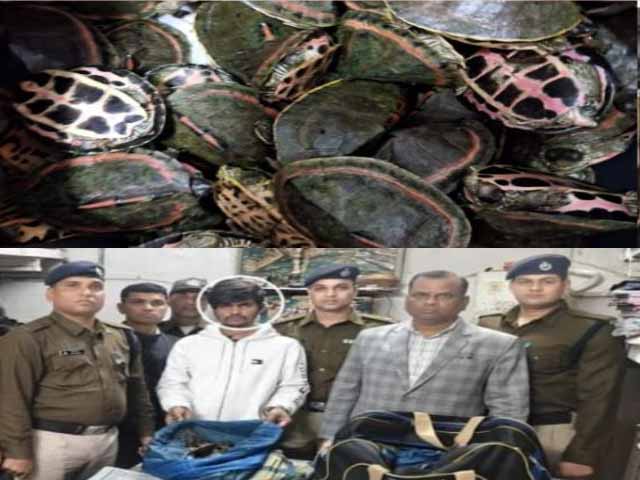 रेलवे स्टेशन पर वन्यजीव तस्करी का भंडाफोड, 311 कछुए जब्त