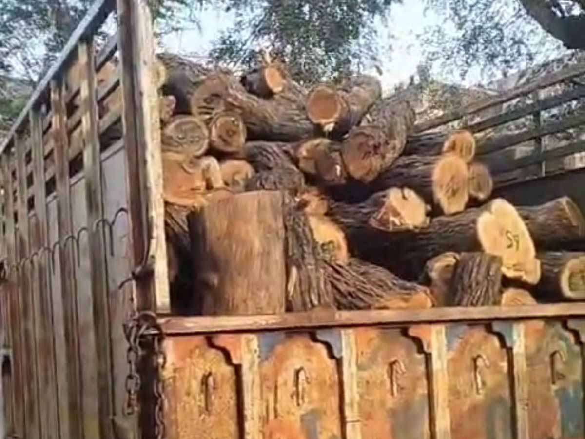 वन विभाग की बड़ी कार्यवाही, चंपापुर में लकड़ी तस्करों पर शिकंजा